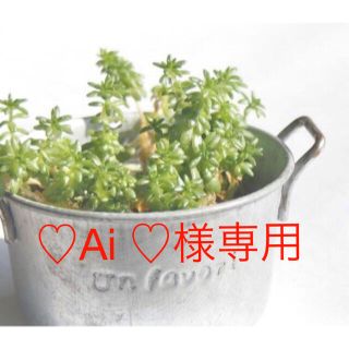 ♡Ai ♡様専用　多肉植物 コノフィツム 札落ちオレンジ花 抜き苗(その他)