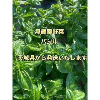 無農薬野菜バジル(野菜)