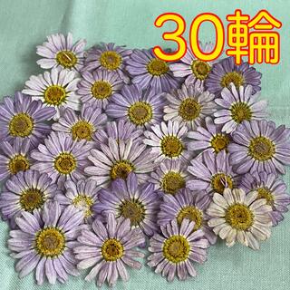 マーガレット　薄い紫【30輪】ドライフラワー　花材　アレンジメント(ドライフラワー)