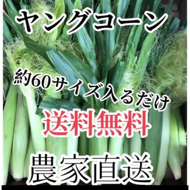 農家直送ヤングコーン６０サイズ入るだけ❗️期間限定値下げ！ 食品/飲料/酒の食品(野菜)の商品写真