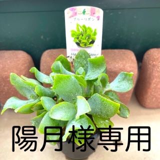 多肉植物　ブルーリボン抜き苗(プランター)