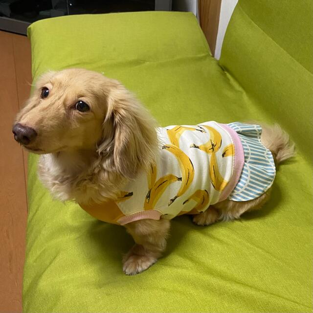 『バナナ柄スカートワンピ』　メルロコ　ダックス　犬服 ハンドメイドのペット(ペット服/アクセサリー)の商品写真