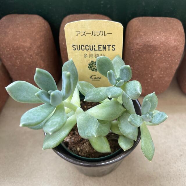 多肉植物 アズールブルー抜き苗 propar.com.ar