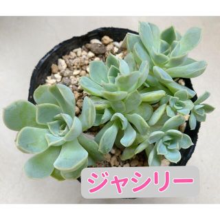 多肉植物　ジャシリー　抜き苗　多頭　韓国苗(その他)