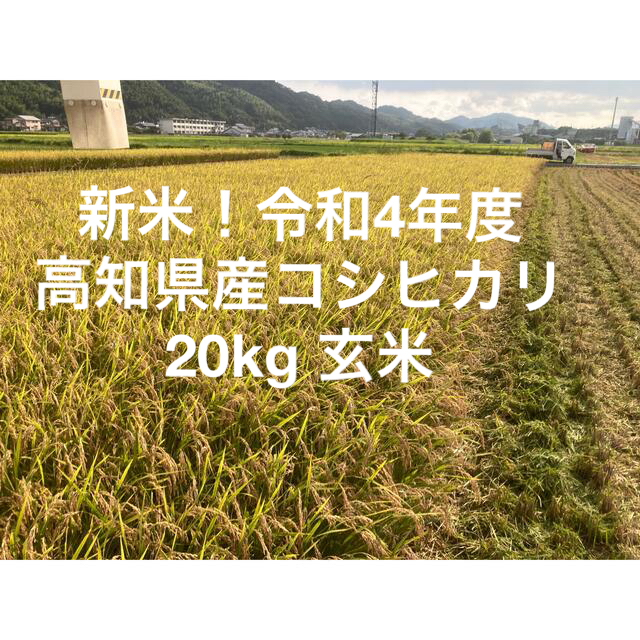 令和4年度高知県産コシヒカリ　20kg玄米 食品/飲料/酒の食品(米/穀物)の商品写真