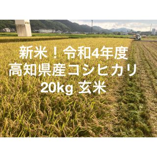 令和4年度高知県産コシヒカリ　20kg玄米(米/穀物)