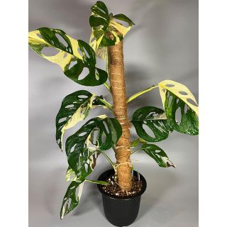 マドカズラ　斑入り　Monstera adansonii ハーフ　2(その他)