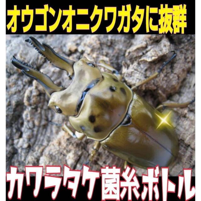 極上！カワラタケ菌糸瓶【3本】特殊アミノ酸強化配合！タランドゥス・オウゴンオニに