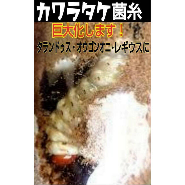 極上!カワラタケ菌糸瓶【3本】特殊アミノ酸強化配合!タランドゥス