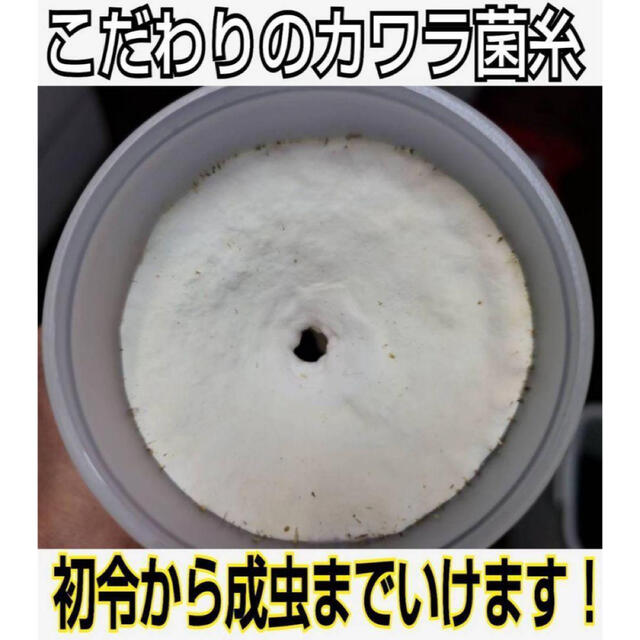 極上!カワラタケ菌糸瓶【2本】特殊アミノ酸強化配合!タランドゥス
