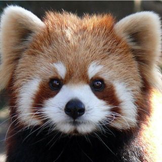 もか様専用(冷蔵庫)