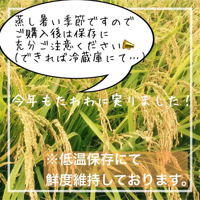 リピ買い 農家直送 レア品種米 兵庫県産シキユタカ 20kg(10kg×2) 食品/飲料/酒の食品(米/穀物)の商品写真