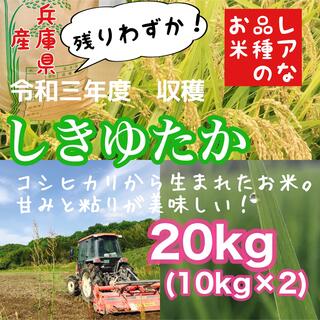 リピ買い 農家直送 レア品種米 兵庫県産シキユタカ 20kg(10kg×2)(米/穀物)