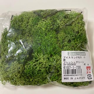 アイスランドモス　30g(ドライフラワー)