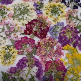押し花　素材　オーダー　アリッサム　ライスフラワー　ユーフォルビア(各種パーツ)