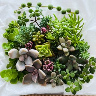 寄せ植えセット⑴ カット苗 詰め合わせ 多肉植物☆発送は8/31☆(その他)