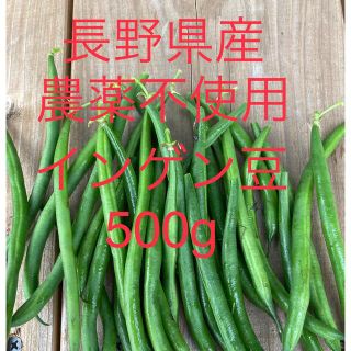 長野県産　つる無しインゲン　約500g(野菜)