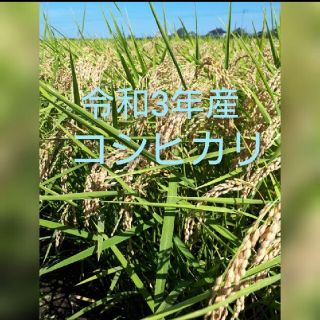 きゃめろん様専用です😊コシヒカリ玄米20kg(米/穀物)