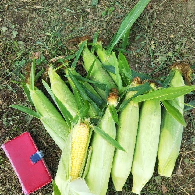 北海道産　農薬不使用　スイートコーン　１０本 食品/飲料/酒の食品(野菜)の商品写真