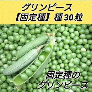 グリンピース【固定種】種30粒(プランター)