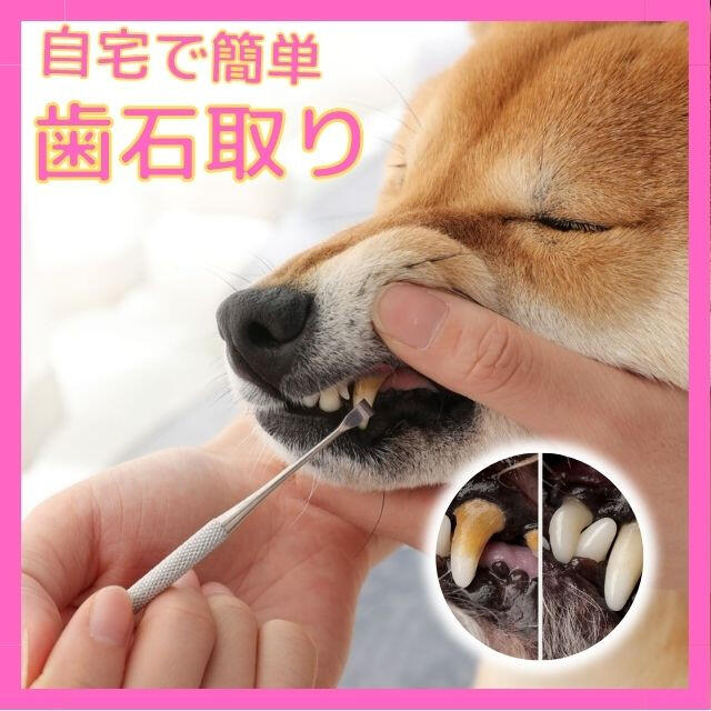 即購入OK★犬の歯石除去 歯磨き