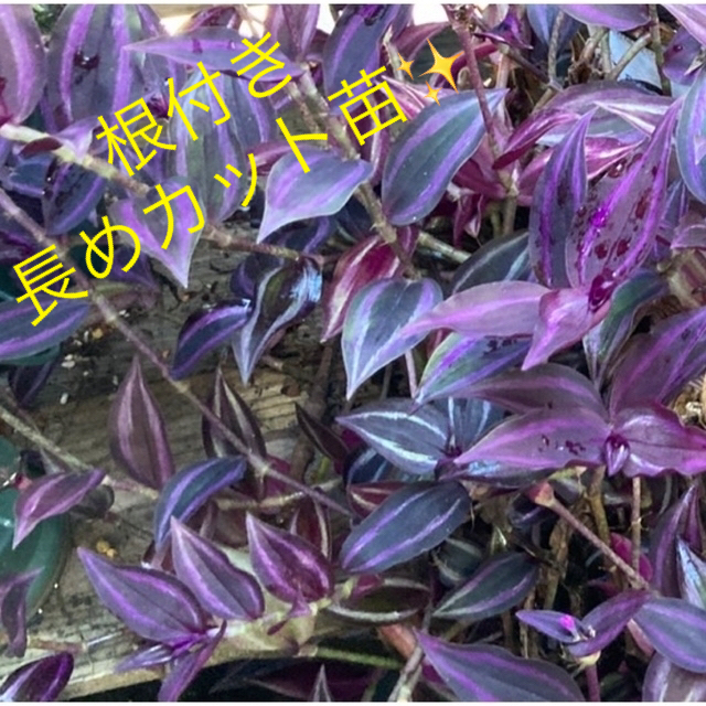 トラディスカンティア　トラディスカンチア　セブリナ　ゼブリナ　観葉植物 ハンドメイドのフラワー/ガーデン(その他)の商品写真