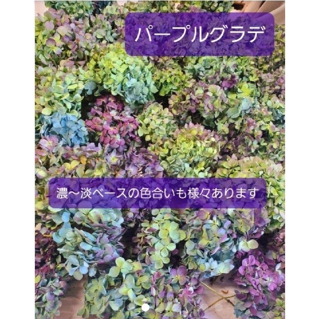 2022秋色紫陽花オーダーページ ハンドメイドのフラワー/ガーデン(ドライフラワー)の商品写真