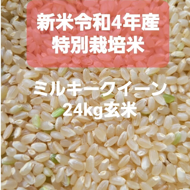 令和4年産新米24kgミルキークイーン玄米　米/穀物