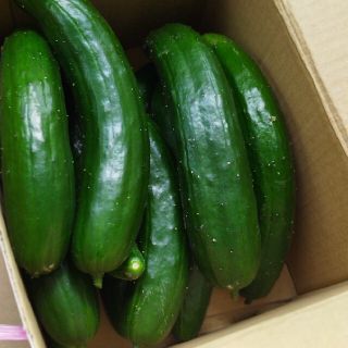 きゅうり　宮崎県産Ｂ(野菜)