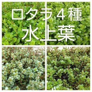 ロタラ水上葉4種類   各 10本(アクアリウム)