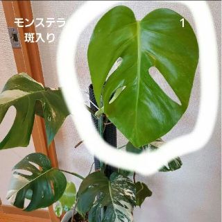 モンステラ 斑の通販 1,000点以上 | フリマアプリ ラクマ