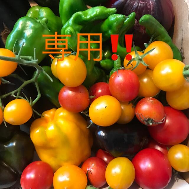 【ご予約品⠀】♪彩り夏野菜詰め合わせ♪ 食品/飲料/酒の食品(野菜)の商品写真