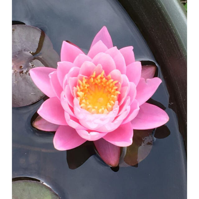 中型温帯睡蓮（スイレン）ピンクオパール ハンドメイドのフラワー/ガーデン(その他)の商品写真