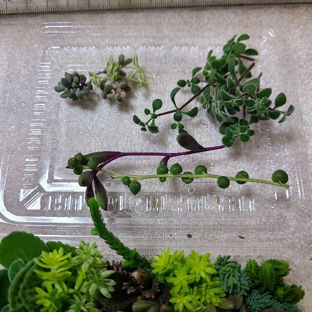 多肉植物カット苗セット　姫秀麗と他セダム ハンドメイドのフラワー/ガーデン(その他)の商品写真