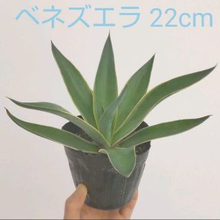 アガベ ベネズエラ 直径約22cm(その他)