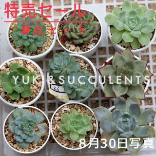 9点セットSALE　多肉植物　観葉植物 写真の苗発送 品種名付き(その他)