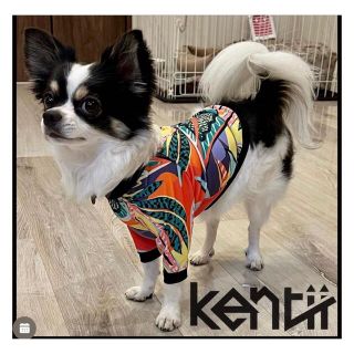 犬服　kentii(犬)