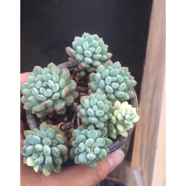萌豆錦 多肉植物 recamin.cl