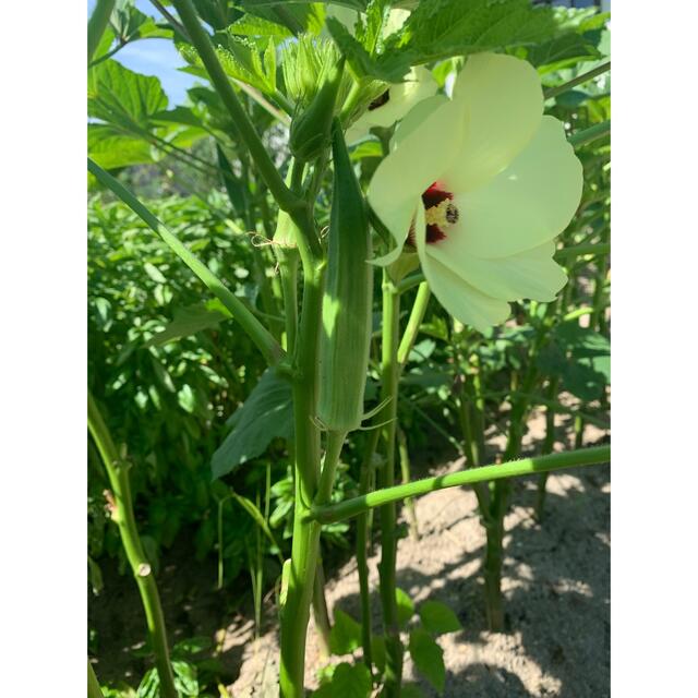 無農薬野菜＊採れたて6種類の詰め合わせ＊ピーマン等の夏野菜セット＊コンパクト＊ 食品/飲料/酒の食品(野菜)の商品写真