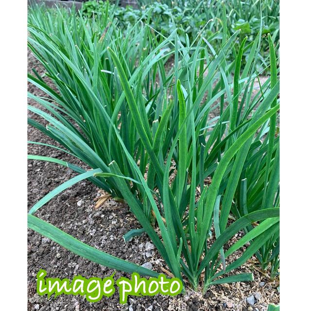 無農薬野菜＊採れたて6種類の詰め合わせ＊ピーマン等の夏野菜セット＊コンパクト＊ 食品/飲料/酒の食品(野菜)の商品写真