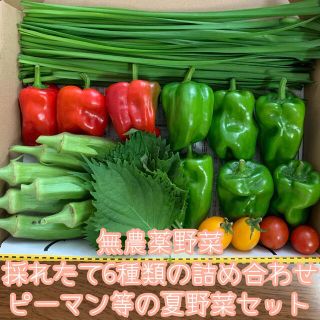 無農薬野菜＊採れたて6種類の詰め合わせ＊ピーマン等の夏野菜セット＊コンパクト＊(野菜)