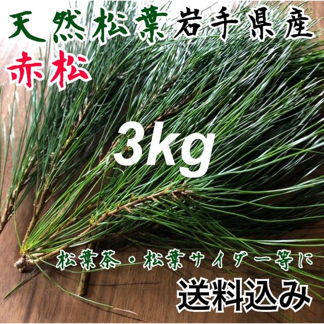 【大容量3kg】今が旬です！天然 松葉 新芽 松茸の産地 赤松　松葉茶