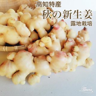 お買い得☆ 高知特産 露地栽培 新生姜 約4kg 生姜 しょうが(野菜)