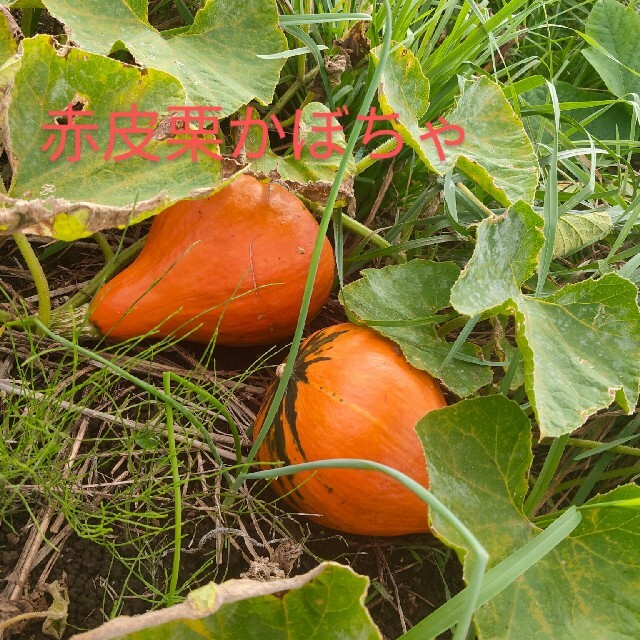 おまかせ野菜詰め合わせ 80サイズ 食品/飲料/酒の食品(野菜)の商品写真