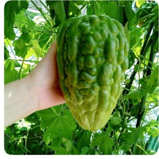 アップルゴーヤ種(野菜)