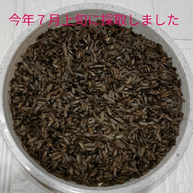 ミニひまわりの種☆50粒☆草丈30cm程☆ミニ向日葵☆花の種☆ガーデニング ハンドメイドのフラワー/ガーデン(プランター)の商品写真