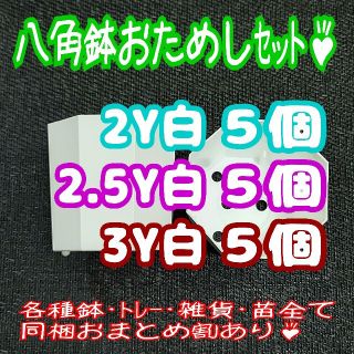 カネヤ【2Y・2.5Y・3Y】八角鉢 白各5個プラ鉢スリット鉢プレステラ多肉植物(プランター)