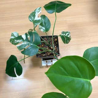モンステラ 斑の通販 1,000点以上 | フリマアプリ ラクマ