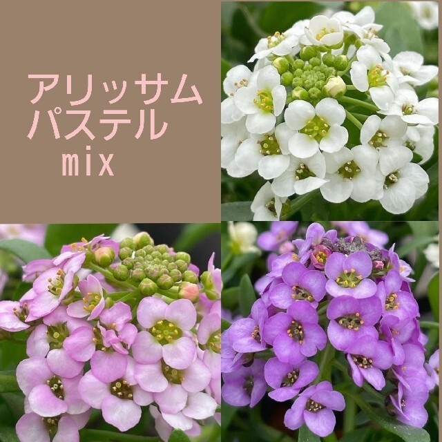 育て方付き❀発芽まで一ヶ月*\0/*モコモコ広がる*アリッサムパステル*花の種 ハンドメイドのフラワー/ガーデン(その他)の商品写真