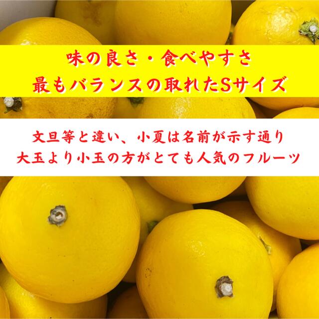 高知特産 土佐小夏 小夏 約5kg 日向夏 ニューサマーオレンジ 食品/飲料/酒の食品(フルーツ)の商品写真